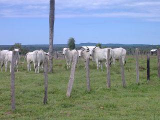 Rinderherden in Paraguay