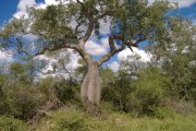 Flaschenbaum im Chaco