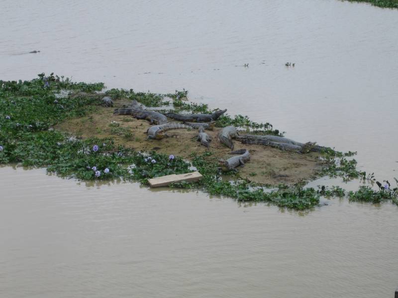 Kaimane im Pantanal