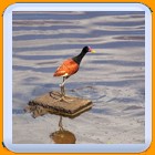 Vogel im Pantanal