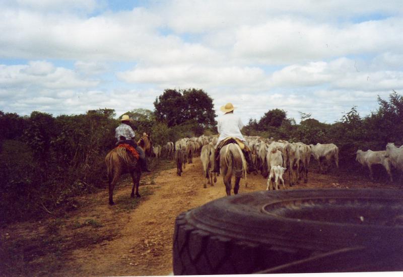 Gauchos im Pantanal