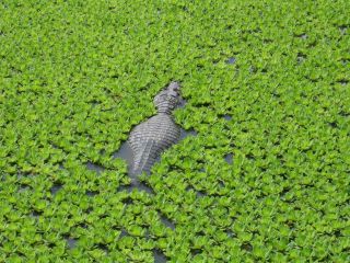 Kaiman im Chaco - Paraguay