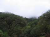 Nebelwald in den bolivianischen Anden