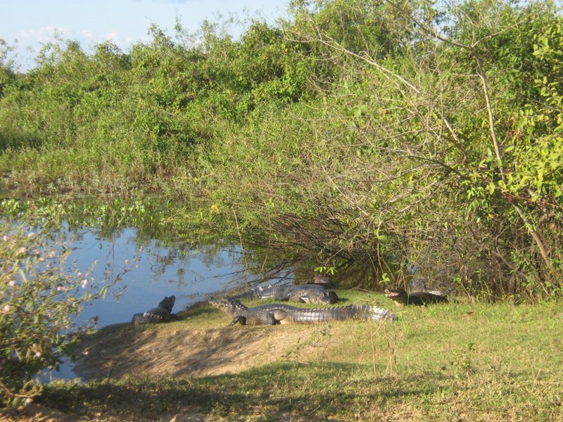 Kaimane im Pantanal