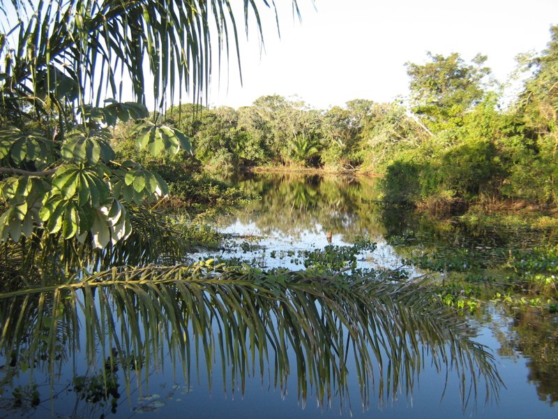 Sumpflandschaft im Pantanal