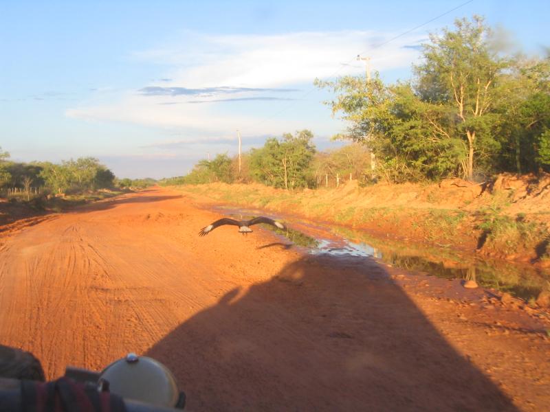 Ein Carancho in Ost-Paraguay