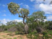 Flaschenbaum im Chaco / Paraguay